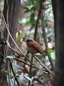 Rufous-necked puffbird httpsuploadwikimediaorgwikipediacommonsthu
