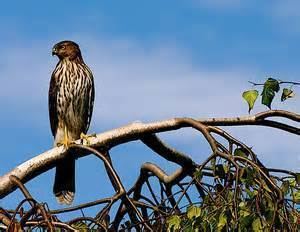 Rufous-necked sparrowhawk wwwtaenoscomimgITISAccipitererythrauchenRuf