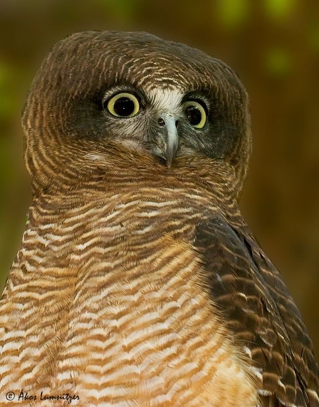 Rufous owl Rufous Owl Ninox rufa Information Pictures Sounds The Owl Pages