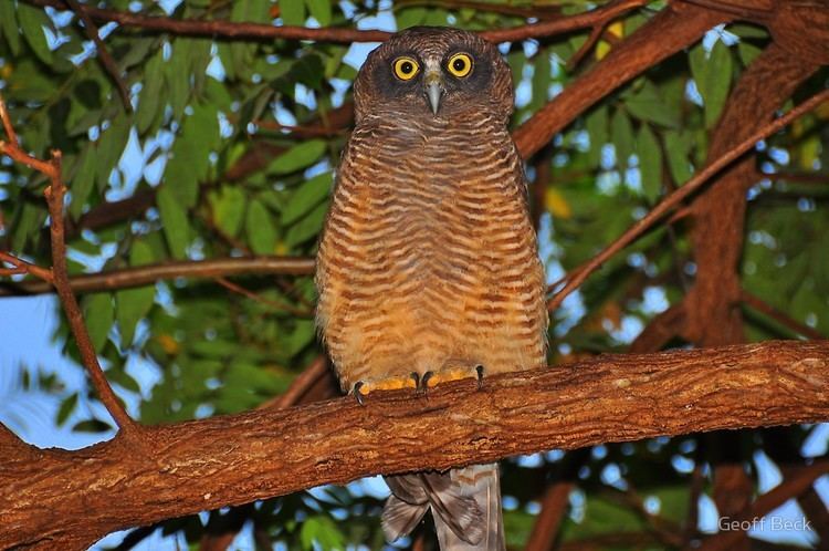 Rufous owl Rufous Owlquot by Geoff Beck Redbubble