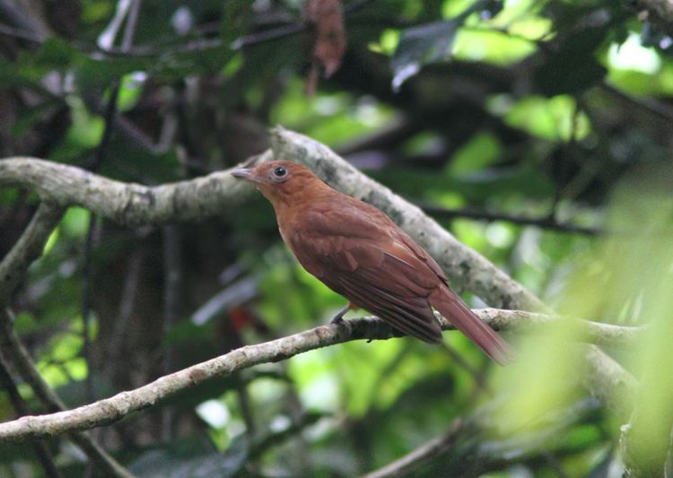 Rufous piha Rufous Piha photo William Price photos at pbasecom
