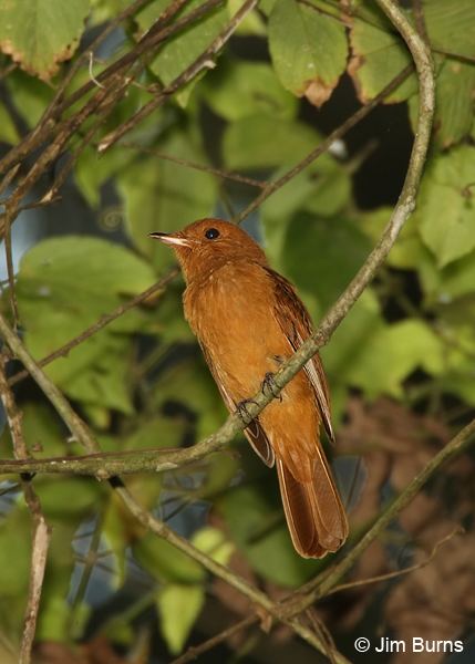 Rufous piha Costa Rica Rufous Piha