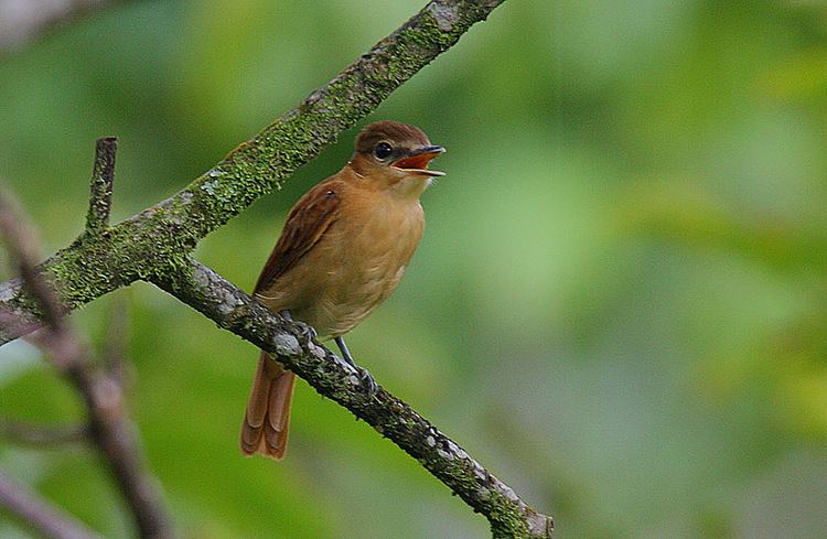Rufous piha Cotinga Rufous Piha Information for Kids
