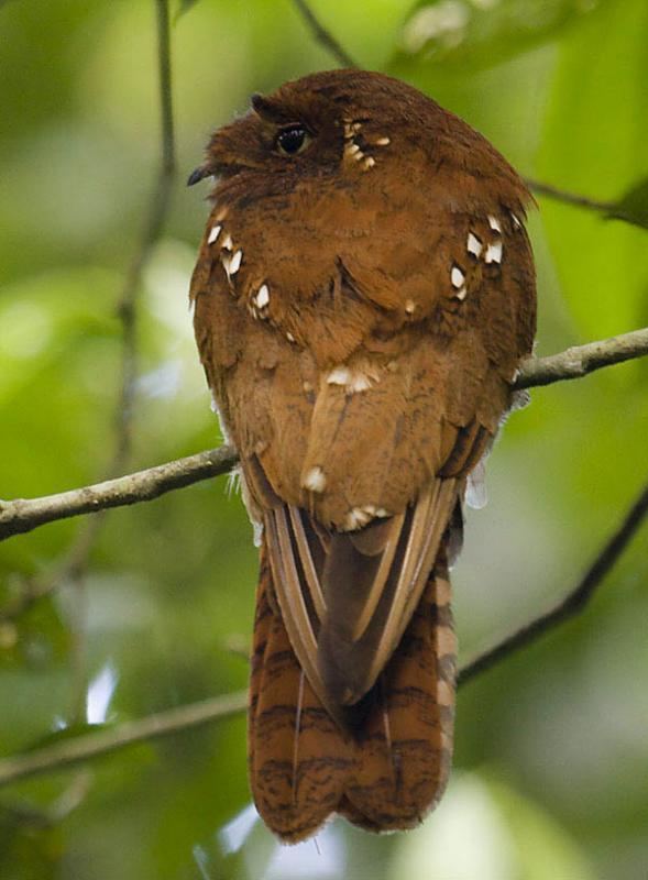 Rufous potoo Rufous Potoo Nyctibius bracteatus videos photos and sound