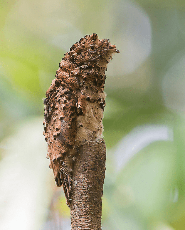 Rufous potoo Juvenile Rufous Potoo Imgur