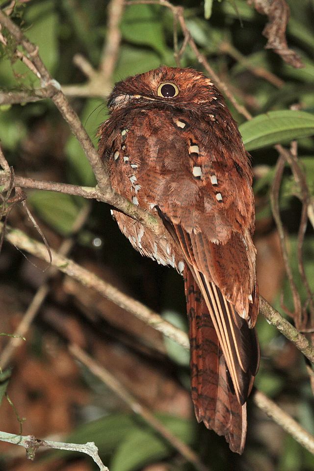 Rufous potoo Surfbirds Online Photo Gallery Search Results