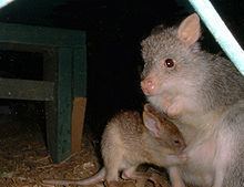 Rufous rat-kangaroo httpsuploadwikimediaorgwikipediacommonsthu