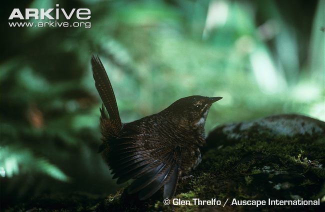 Rufous scrubbird Rufous scrubbird photo Atrichornis rufescens G38787 ARKive