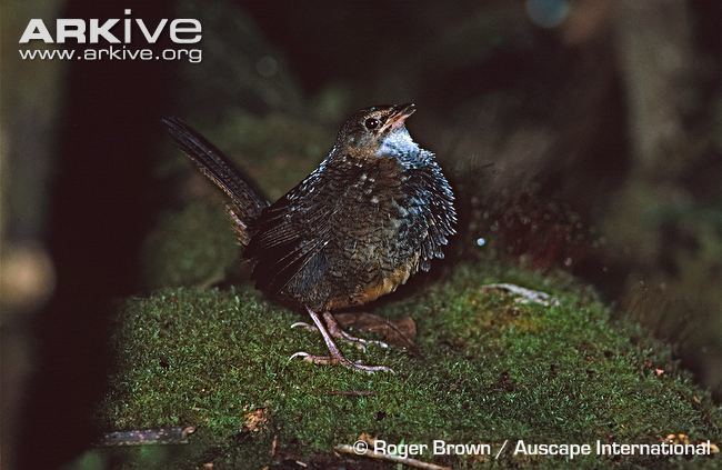 Rufous scrubbird Rufous scrubbird videos photos and facts Atrichornis rufescens