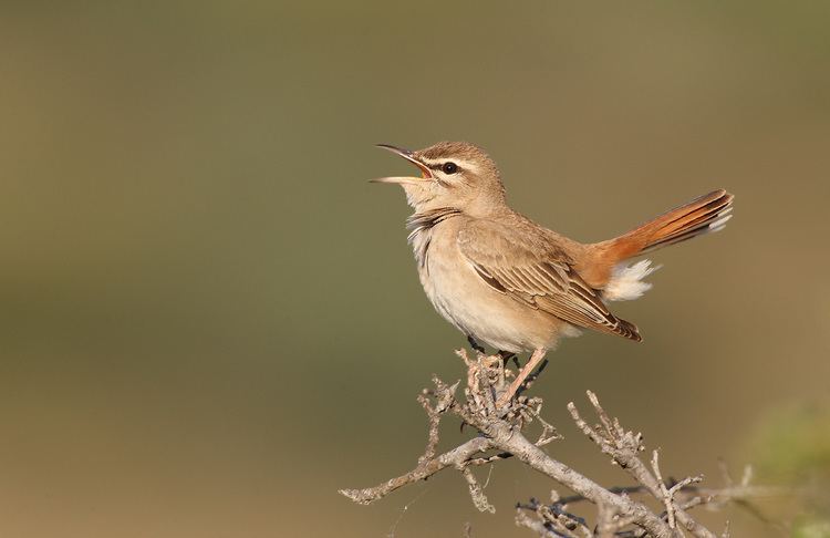 Rufous scrubbird scrubbird