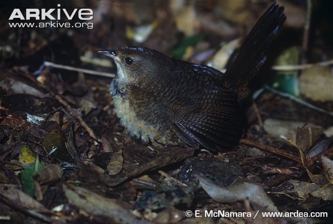 Rufous scrubbird Rufous scrubbird photo Atrichornis rufescens G35628 ARKive