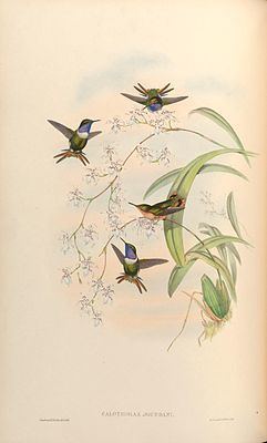 Rufous-shafted woodstar httpsuploadwikimediaorgwikipediacommonsthu