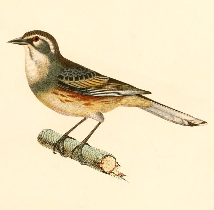 Rufous-sided warbling finch