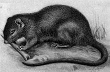 Rufous soft-furred spiny rat httpsuploadwikimediaorgwikipediacommonsthu