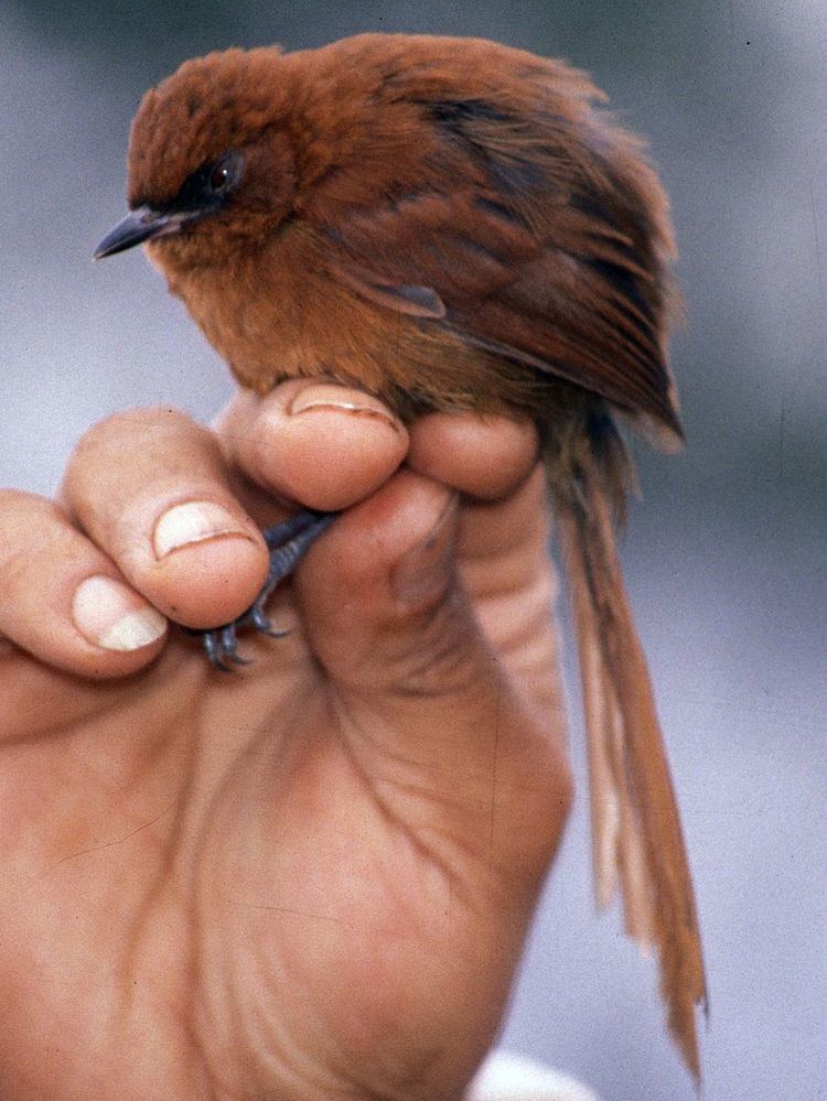 Rufous spinetail
