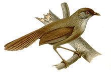 Rufous-tailed babbler httpsuploadwikimediaorgwikipediacommonsthu