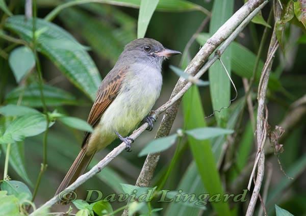 Rufous-tailed flycatcher Rufoustailed Flycatcher Myiarchus validus videos photos and