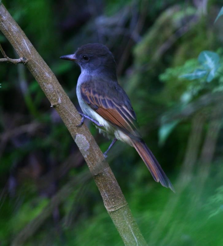 Rufous-tailed flycatcher Photos of Rufoustailed Flycatcher Myiarchus validus the