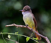 Rufous-tailed flycatcher httpsuploadwikimediaorgwikipediacommonsthu