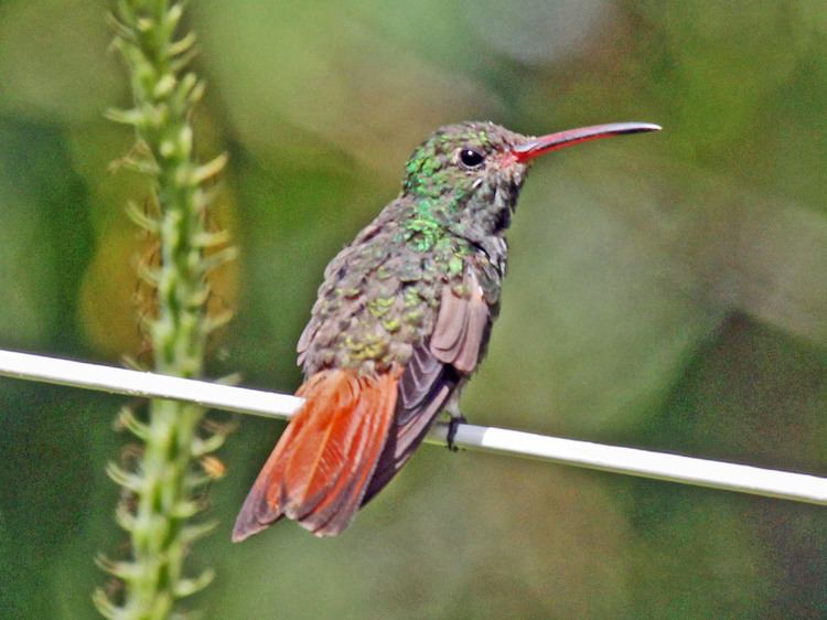 Rufous-tailed hummingbird Rufoustailed Hummingbird Amazilia tzacatl Hotspot Birding