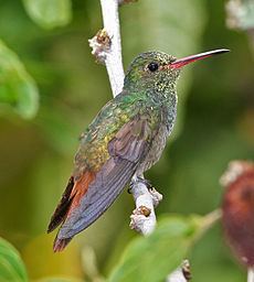 Rufous-tailed hummingbird httpsuploadwikimediaorgwikipediacommonsthu
