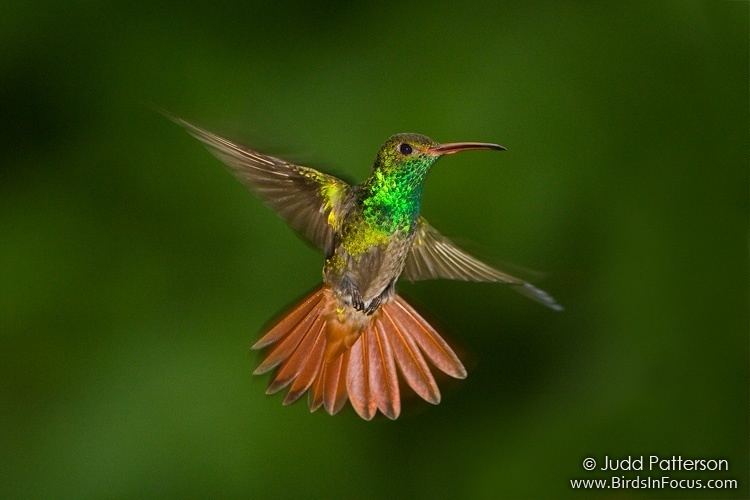 Rufous-tailed hummingbird Birds in Focus Rufoustailed Hummingbird