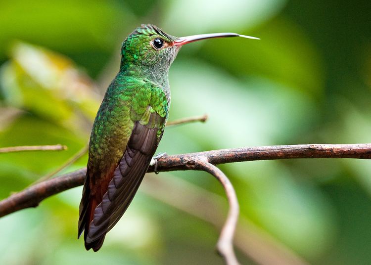 Rufous-tailed hummingbird FileRufoustailed Hummingbird 1jpg Wikimedia Commons