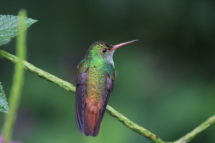 Rufous-tailed hummingbird FileRufoustailed hummingbird Amazilia tzacatl Costa RicaJPG