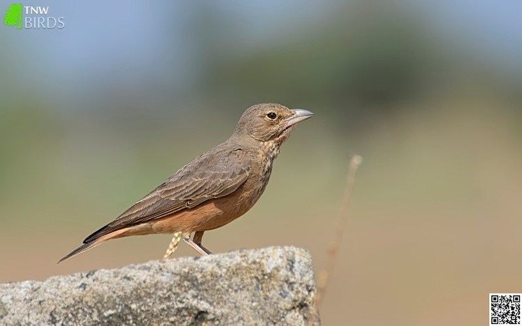 Rufous-tailed lark Rufoustailed Lark