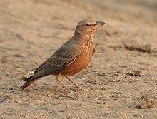 Rufous-tailed lark httpsuploadwikimediaorgwikipediacommonsthu