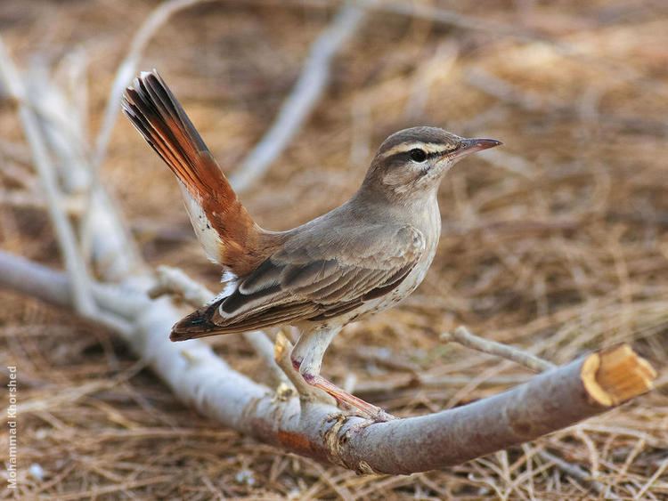 Rufous-tailed scrub robin wwwkuwaitbirdsorgsitesdefaultfilesstyleslar
