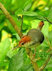 Rufous-tailed tailorbird httpsuploadwikimediaorgwikipediacommonsthu