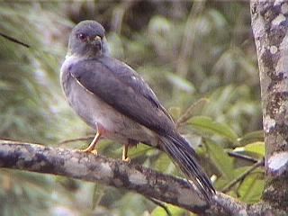 Rufous-thighed kite Rufousthighed Kite