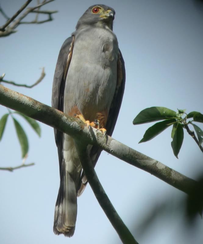 Rufous-thighed kite Rufousthighed Kite Harpagus diodon videos photos and sound