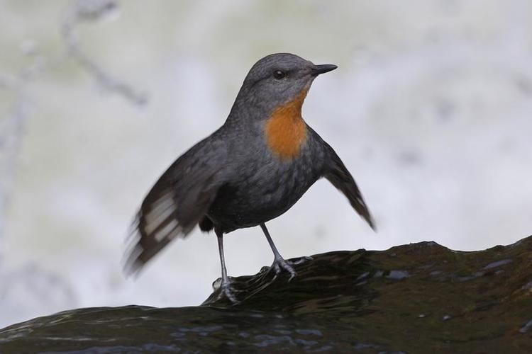 Rufous-throated dipper Rufousthroated Dipper Cinclus schulzi videos photos and sound