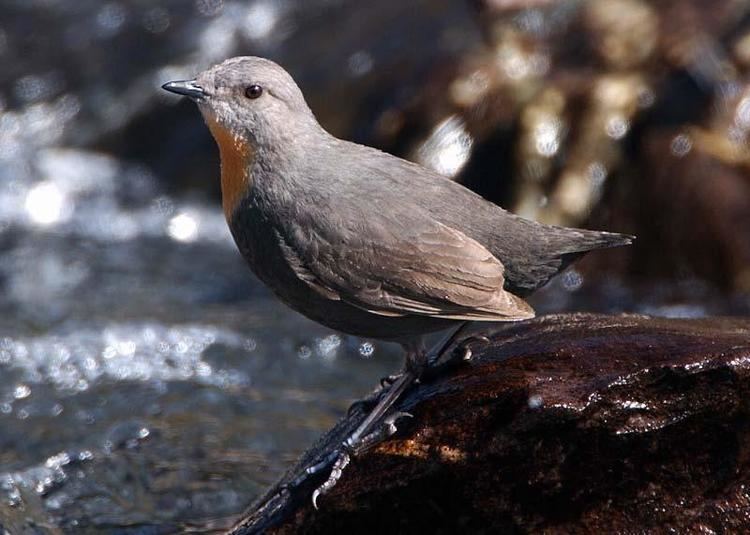 Rufous-throated dipper Rufousthroated Dipper Cinclus schulzi videos photos and sound