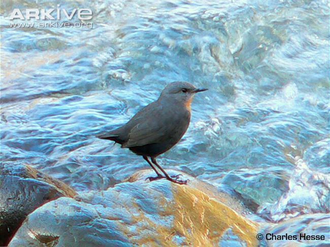 Rufous-throated dipper Rufousthroated dipper videos photos and facts Cinclus schulzi