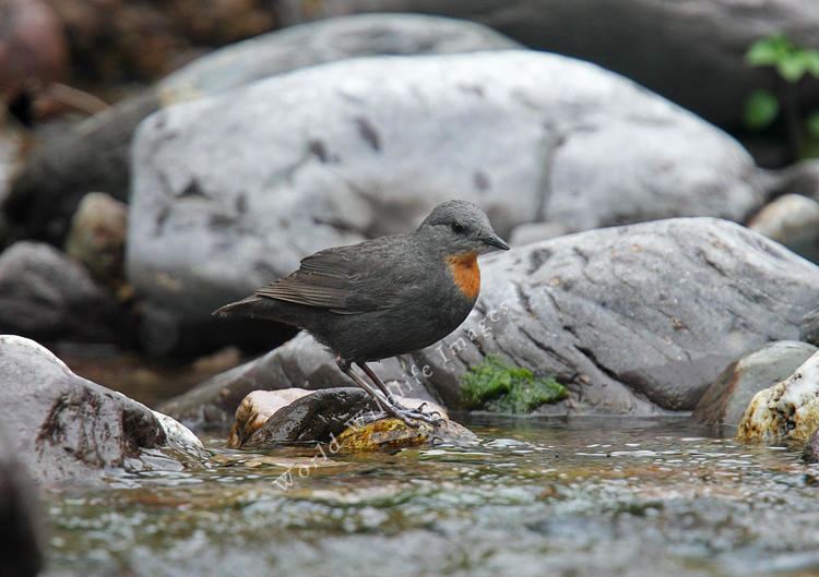 Rufous-throated dipper schulzi Rufousthroated Dipper Adult4509 c Roger amp Liz