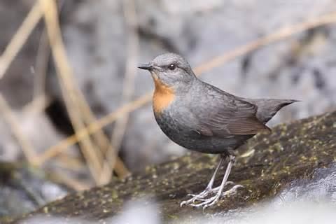 Rufous-throated dipper More on Cinclus schulzi Rufousthroated Dipper