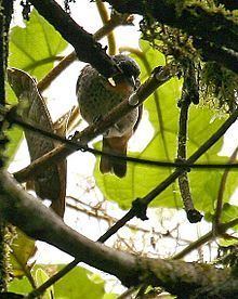 Rufous-throated tanager httpsuploadwikimediaorgwikipediacommonsthu