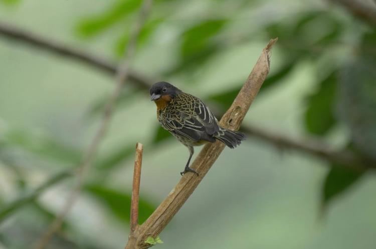 Rufous-throated tanager Rufousthroated Tanager Tangara rufigula videos photos and sound