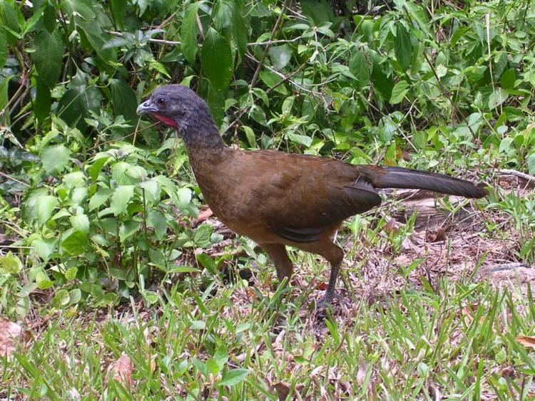 Rufous-vented chachalaca vented chachalaca