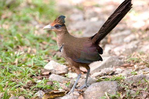 Rufous-vented ground cuckoo Surfbirds Online Photo Gallery Search Results