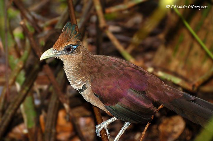 Rufous-vented ground cuckoo birdingpanama Photo Keywords GroundCuckoo1