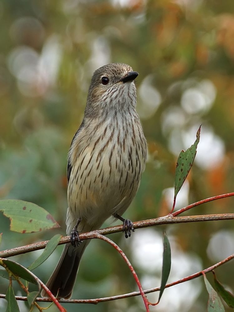 Rufous whistler Rufous Whistler Canberra Birds