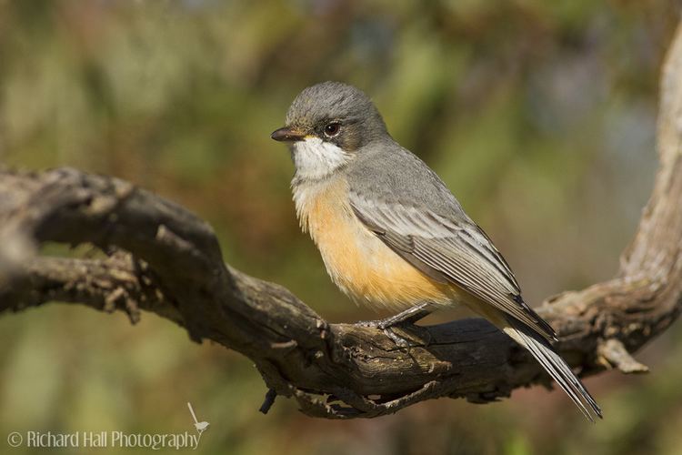 Rufous whistler Whistler