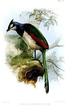 Rufous-winged ground cuckoo httpsuploadwikimediaorgwikipediacommonsthu