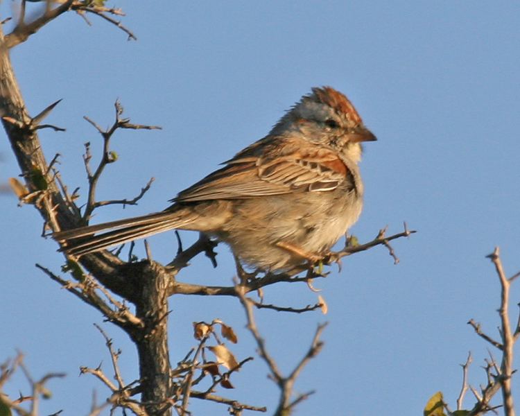 Rufous-winged sparrow Rufouswinged Sparrow Birdspix