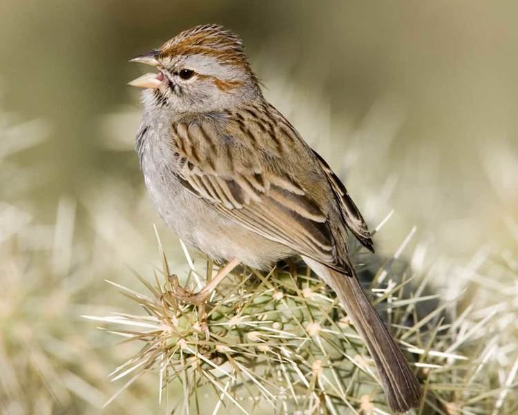 Rufous-winged sparrow d2fbmjy3x0sduacloudfrontnetsitesdefaultfiles