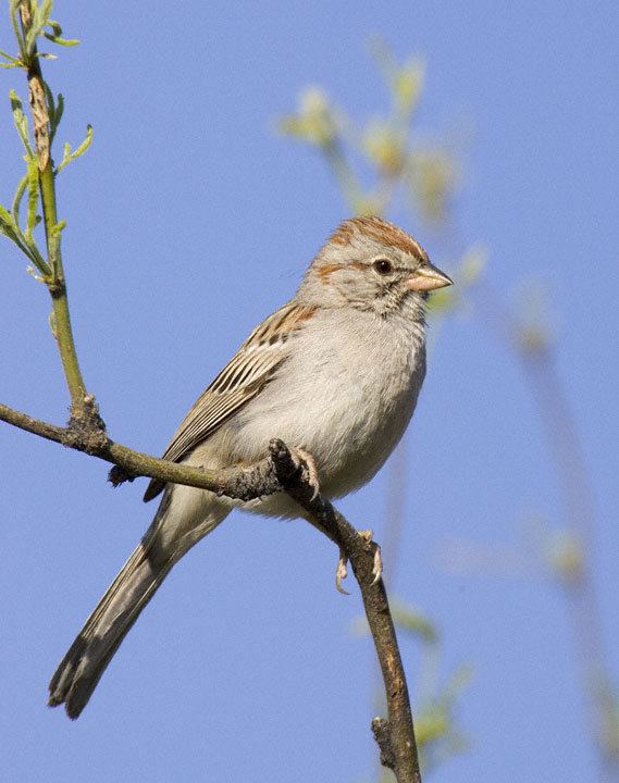Rufous-winged sparrow Rufouswinged Sparrow Aimophila carpalis